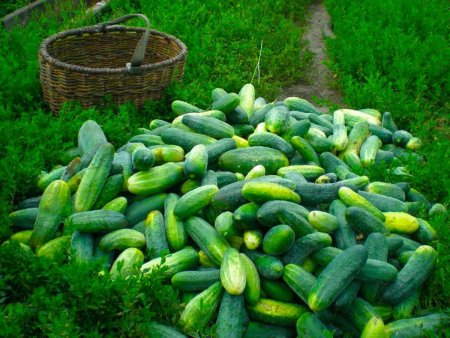 Огурцы : сильнее корни - больше урожай