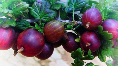 Чистый крыжовник, без вредителей