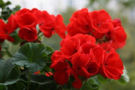9 недугов, которые лечит герань