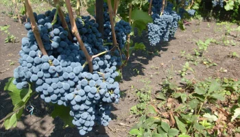 Как вырастить большие грозди винограда