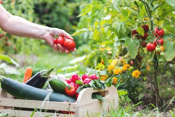 Секреты успешного выращивания