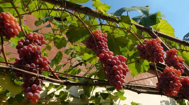 Виноград, который выращивается в открытом грунте, неплохо уживается со многими цветами,