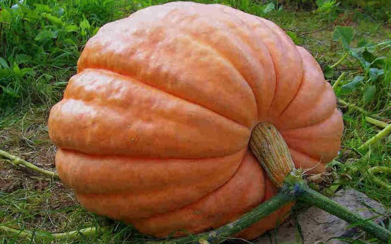 Тыква - хороший диетический и лечебный продукт.
