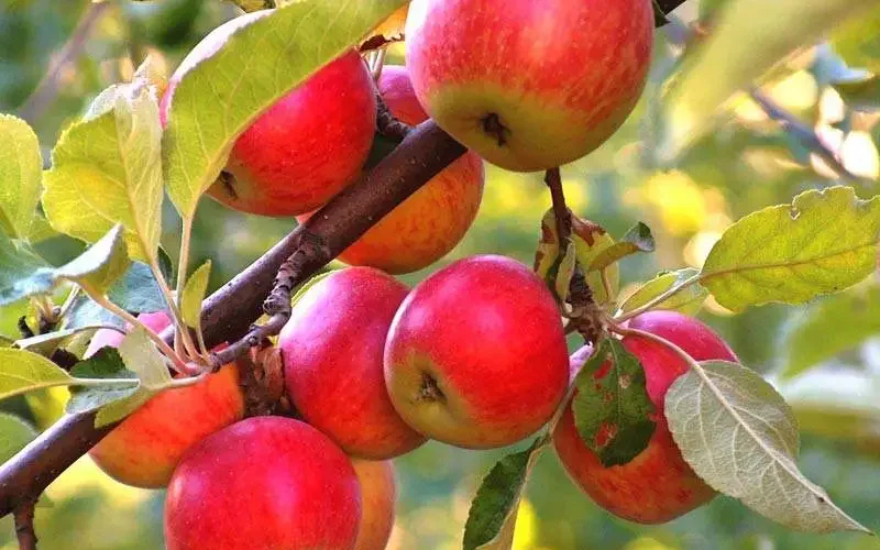 Посадив в саду яблоню, всегда надеемся, что через 1-2 года уже будем собирать отличный урожай