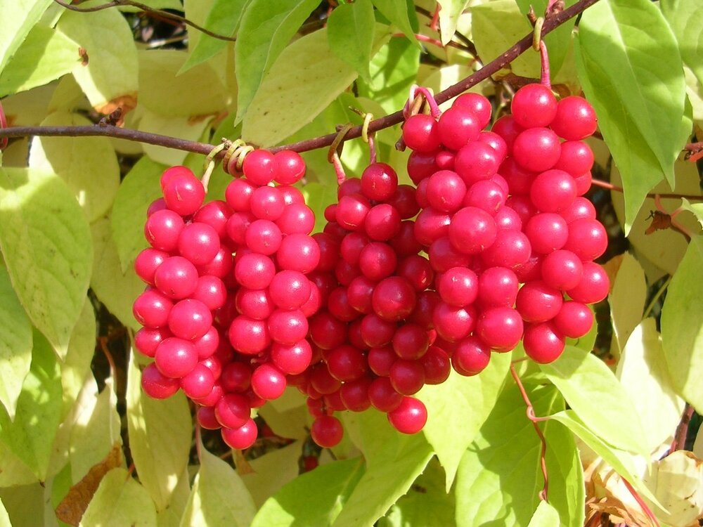 19569467-dscn2400.jpg