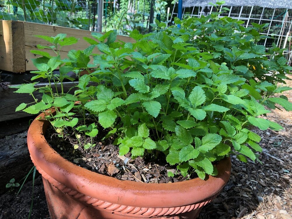 Lemon-Balm-mint-1.jpg