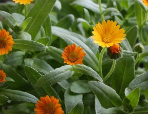 image_600x460_60d54b0b301a7.jpg