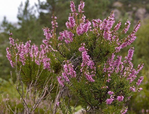 image_600x460_60e0606ad2a5a.jpg