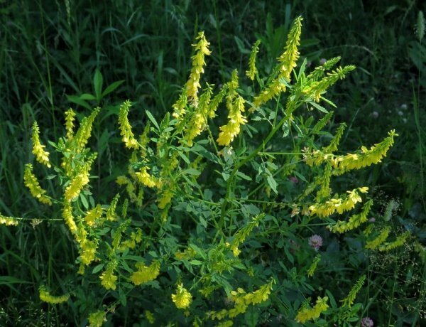 image_600x460_60e0606c98d3e.jpg