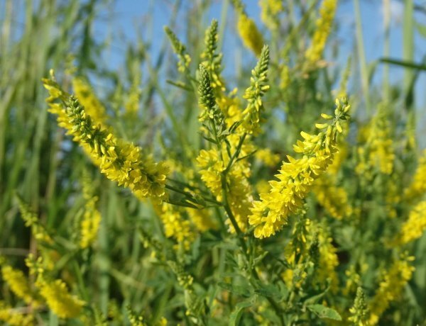 image_600x460_60e0606d6caf8.jpg