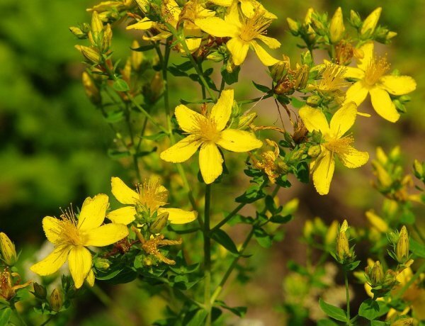 image_600x460_60e0606e5186a.jpg
