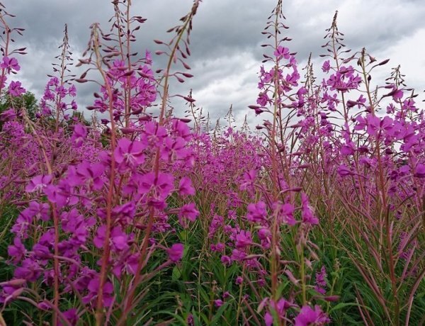 image_600x460_60e0606f0fa25.jpg