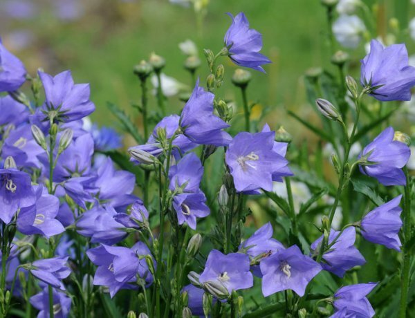 image_600x460_60e0606fc1b3a.jpg