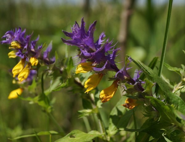 image_600x460_60e06073a0039.jpg