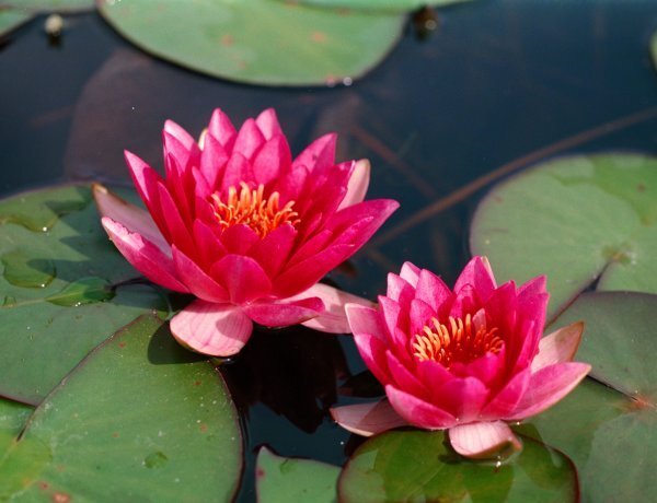 image_600x460_60e06076ddde9.jpg