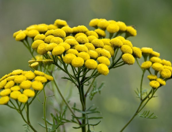 image_600x460_60e06079a6b63.jpg
