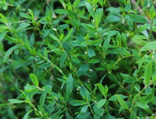 image_600x460_60e0607a7bc25.jpg