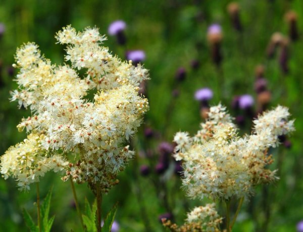 image_600x460_60e0607bcc37f.jpg