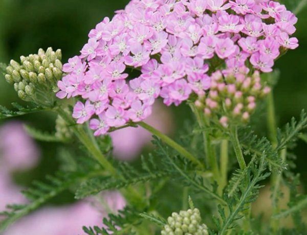 image_600x460_60e0607ca13fc.jpg
