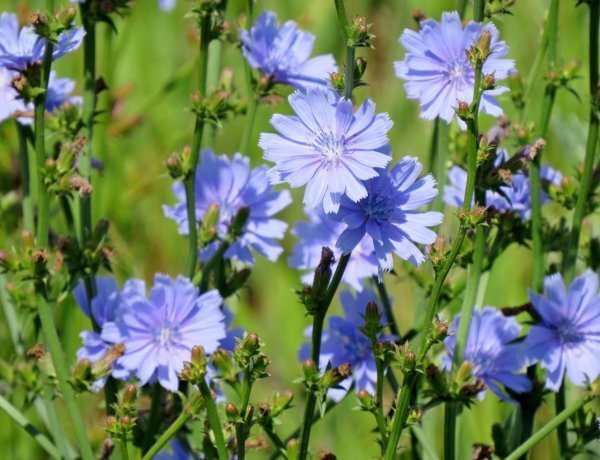 image_600x460_60e0607d766f8.jpg