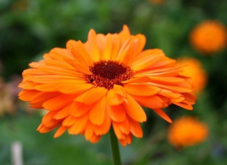 image_750x_60d54b0c795a6.jpg