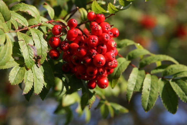 image_750x_60d54cbc82721.jpg