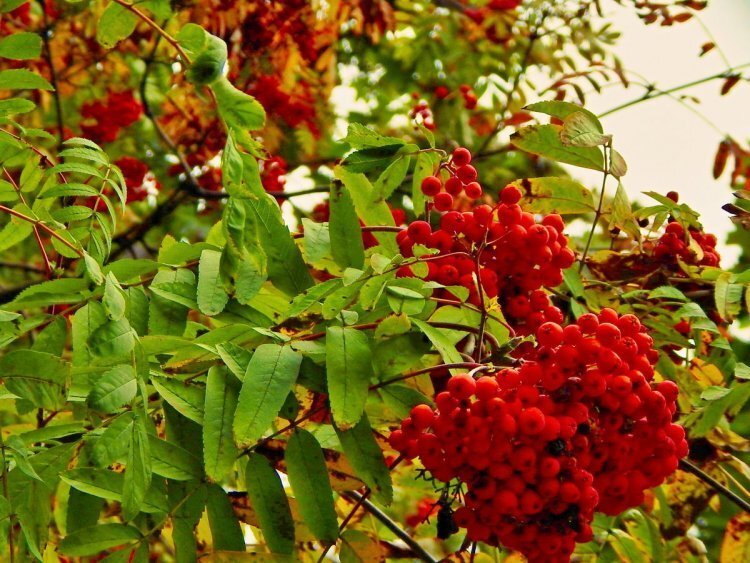 image_750x_60d54cbe3f0f8.jpg