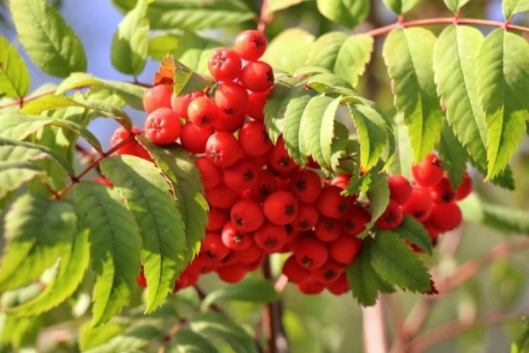 image_750x_60d54cbf464de.jpg