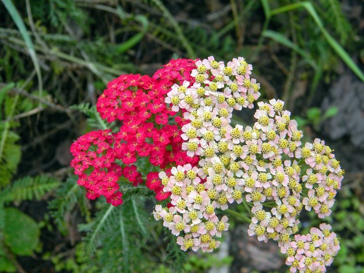 image_750x_60d99e46781b0.jpg