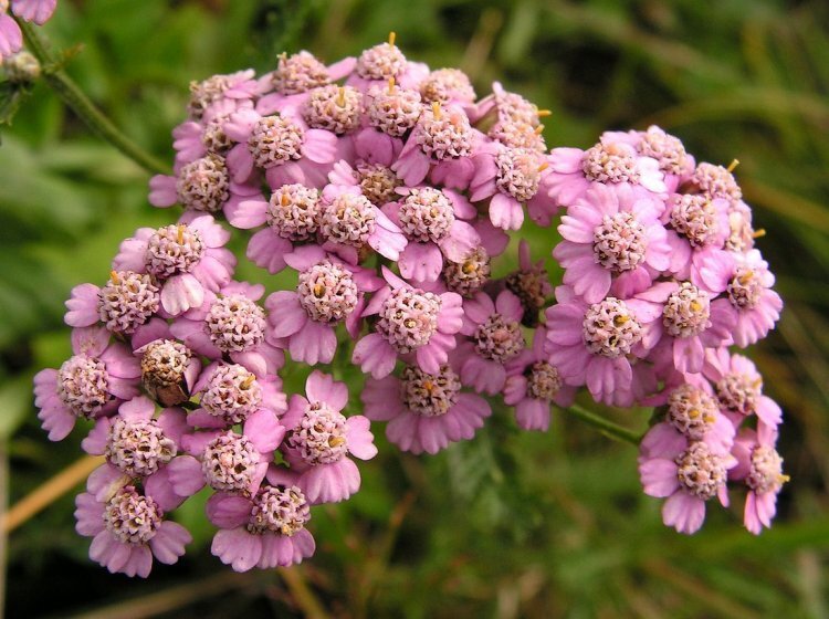 image_750x_60d99e4c5b609.jpg