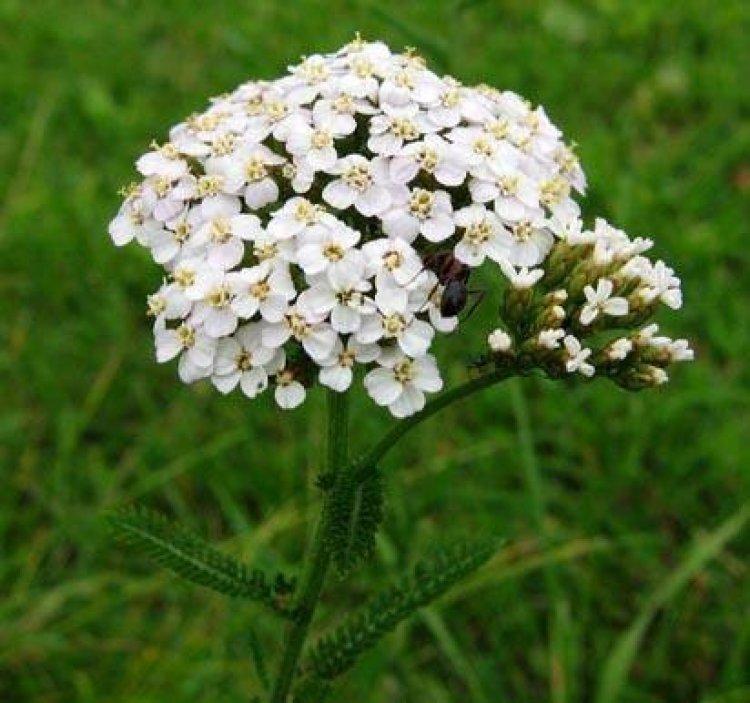 image_750x_60d99e4d2b448.jpg