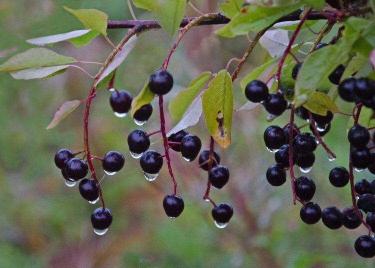 image_750x_60d9a00b05715.jpg