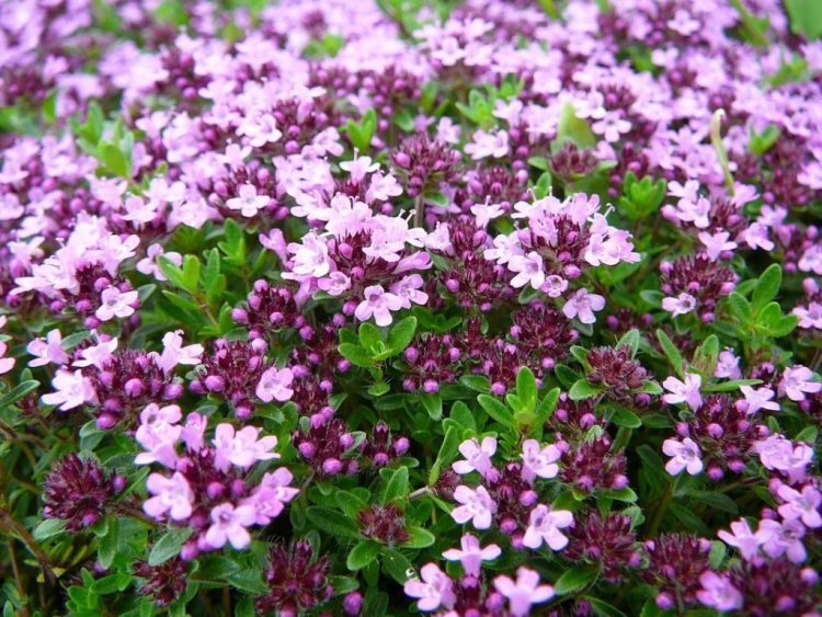 image_750x_60e6d6bf956aa.jpg