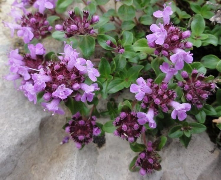 image_750x_60e6d6c2990a7.jpg