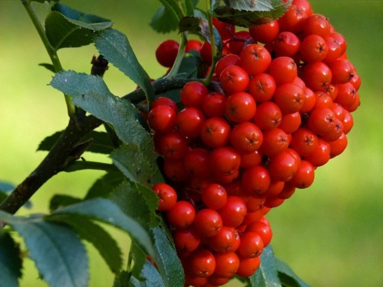image_750x_60e7b397b9a0c.jpg