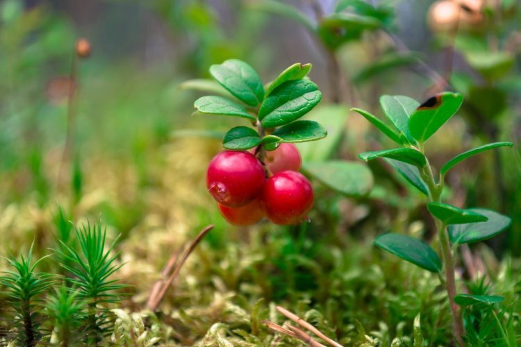 image_750x_60ea782a28dc3.jpg