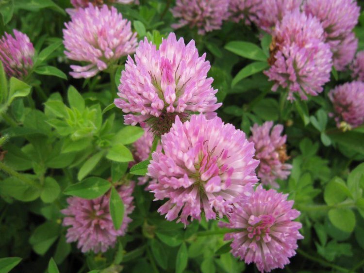 image_750x_61874c8eedbd3.jpg