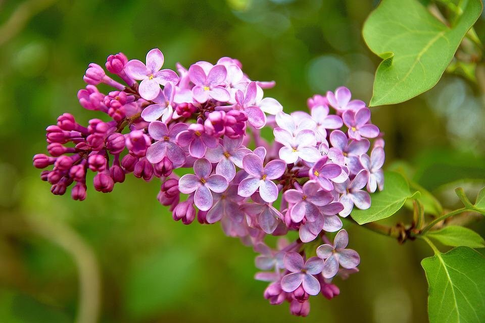spring-2245931_960_720.jpg